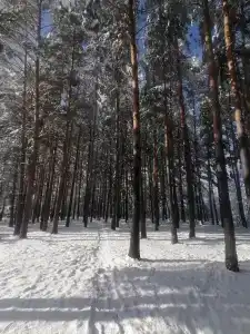 Чикмарёвых - 12