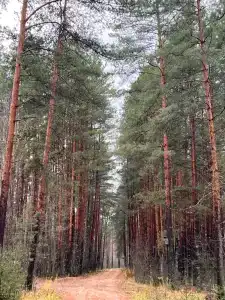 ХвояХутор - Казачий Курень - 31