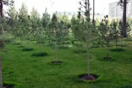Бахористон - 26