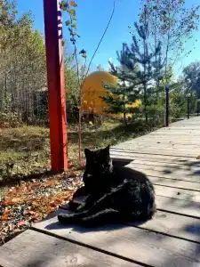 ForestHouse Лесной домик - 37