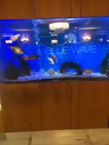 Blue Wave Suite - 21