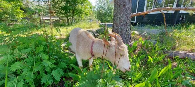 Зайкина дача - 89