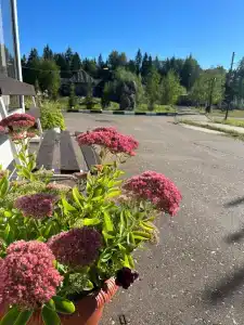 Березовка - 41