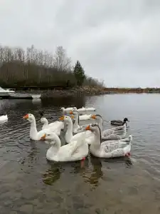 Самая Ладога - 66