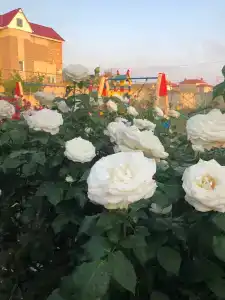 Teremok - 10