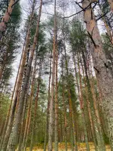 Seliger Wind - 56