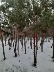 ОГБУЗ Санаторий для детей с родителями - 43