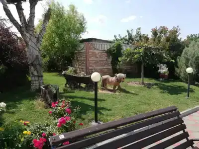 Звезда - 13