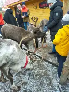 Олений Двор - 8