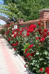 Частный дворик Немо - 3