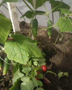 Гостевой дом в Центральном Парке - 24