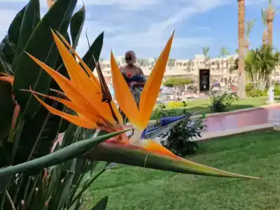 Beach Albatros - - 61