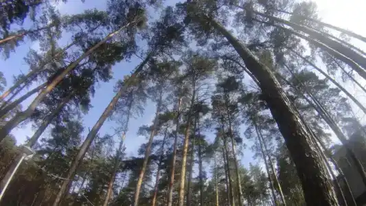 Сосны - 74