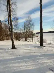 Хвойный бор - 34