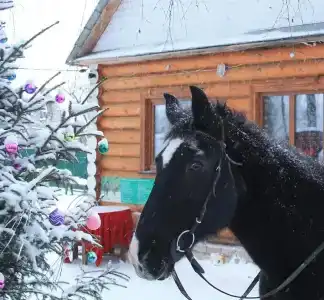 Забава - 1
