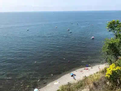 Бетта - 88