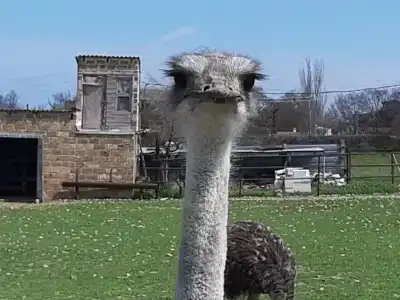 Страусиная ферма Экзотик - 20