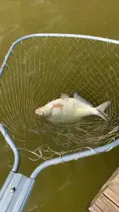 Ихтиолог - 70