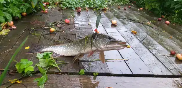 Русские просторы - 13