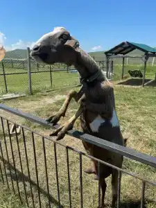 Страусиная ферма Экзотик - 35