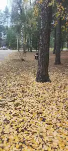 Русский лес - 88