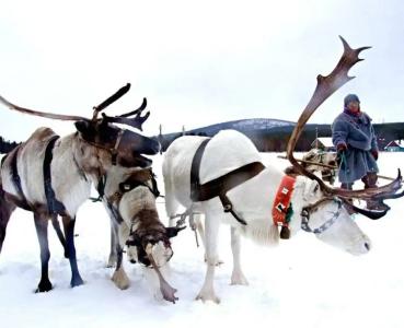 Каравелла - 83