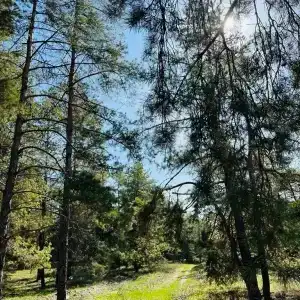 Усадьба - 43