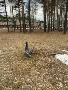 Большой Тараскуль - 17