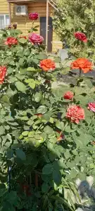 Промысловая - 58