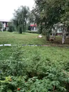 Феникс - 16