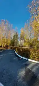 Хвойный - 71