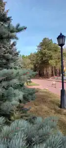 Хвойный - 51
