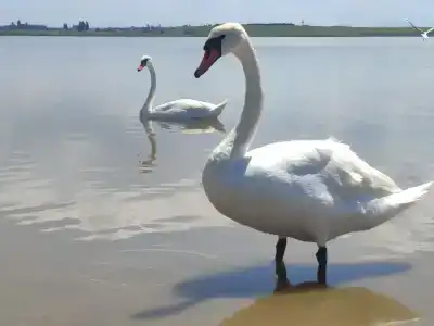 Фрунзенец - 10