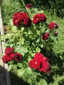 Инфинити - 40