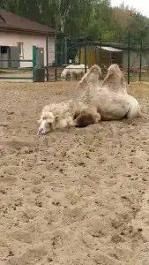 Спальный корпус Коверши - 74