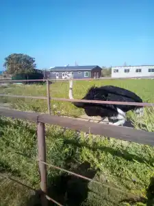 Страусиная ферма Экзотик - 90