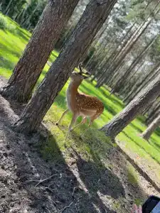 Каменюки - 26