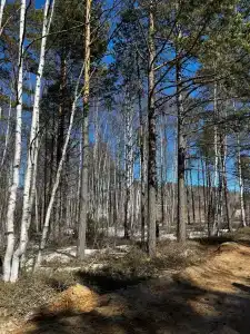 Байкальский Бор - 10