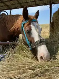 Страусиная ферма Экзотик - 24