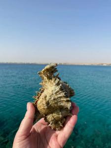 Old Palace Resort Sahl Hasheesh - 31