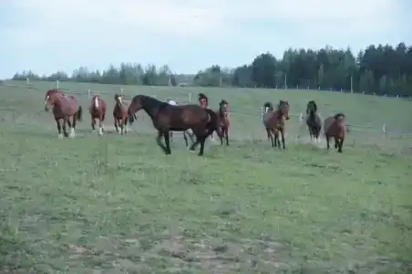 Конная база в Михайловском - 30