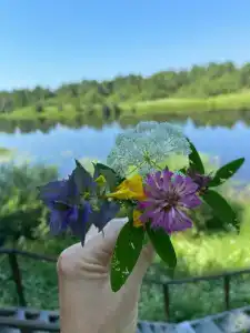 Медведица - 75