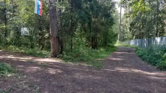 Сосновый бор - 11