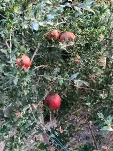 Амир-Дани - 55