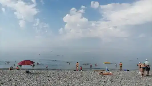 Самшит - 1