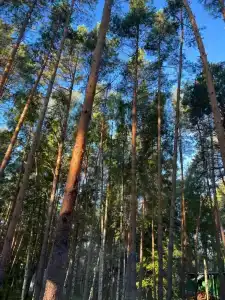 Кусторка - 33