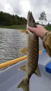 Загородный Rauta - 73