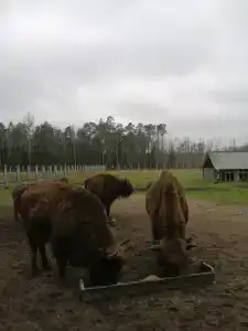 Каменюки - 36