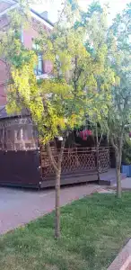 Интурист - 26