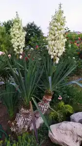 Вилла Гармония - 38